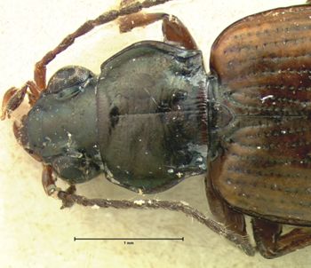 Media type: image;   Entomology 5524 Aspect: pronotum dorsal